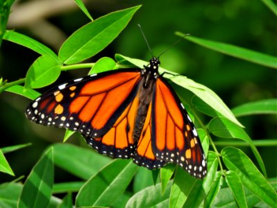 Monarch Butterfly