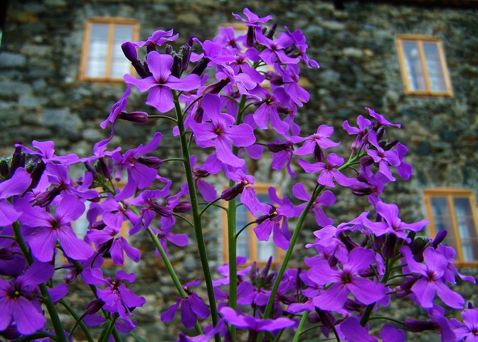 Purple flower spring flower flower garden