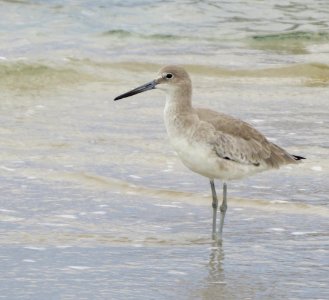 Willet