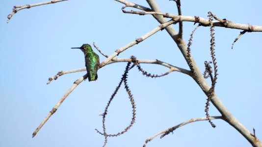 Ruby-throated Hummingbird