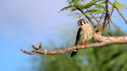 American Kestrel photo