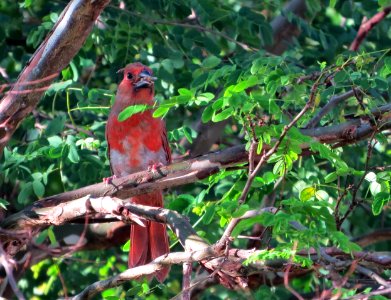 Northern Cardinal juvenile photo