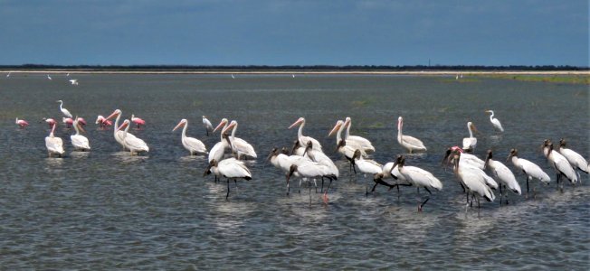 Wood Storks, White Pelicans and Spoonbills photo