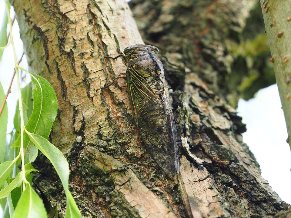 Cicadas taipei daan park