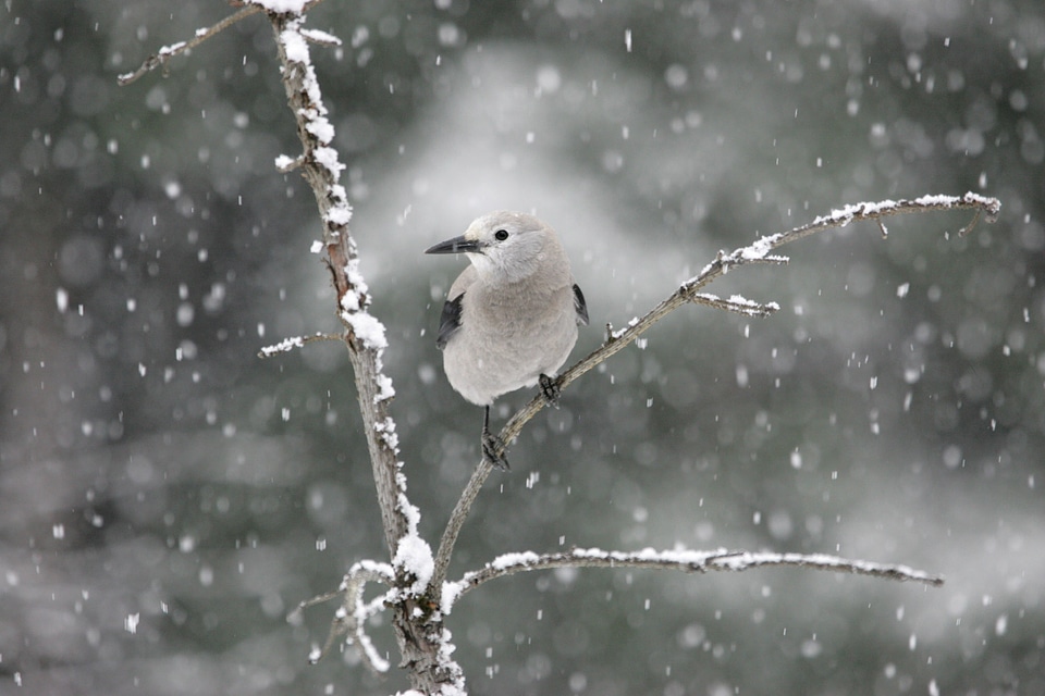 Snow winter wildlife