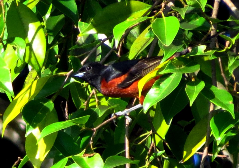 Orchard Oriole
