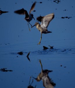 Stilt Sandpipers photo