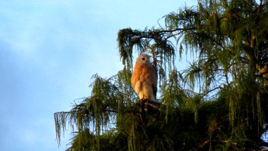 Red-shouldered Hawk