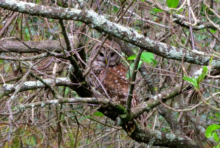 Barred Owl