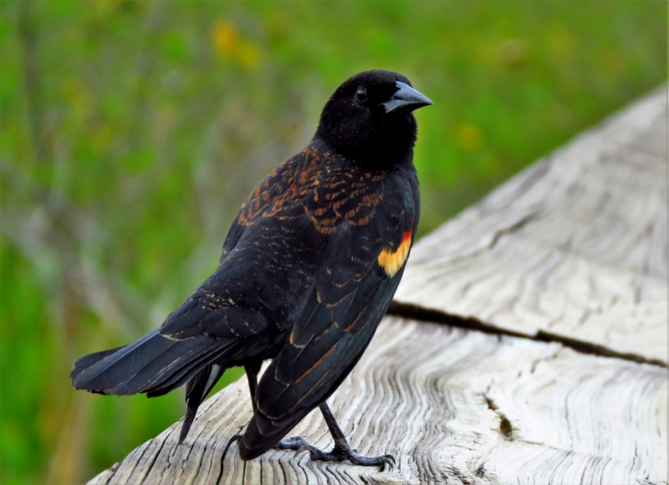 Red-winged Blackbird