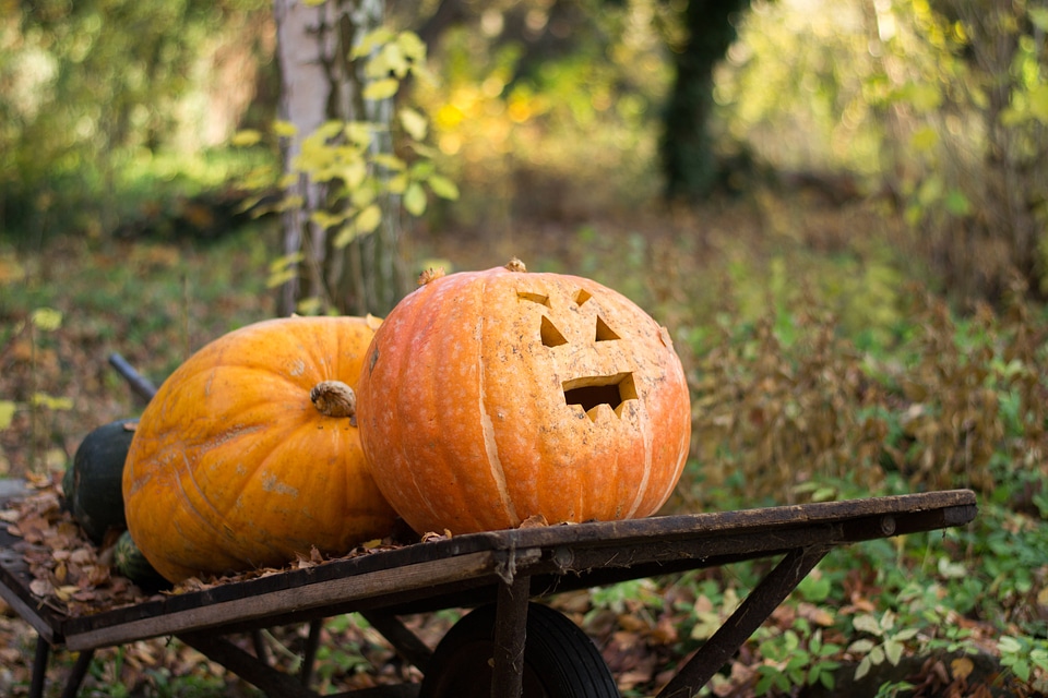 Pumpkin orange garden
