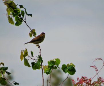 Indigo Bunting photo