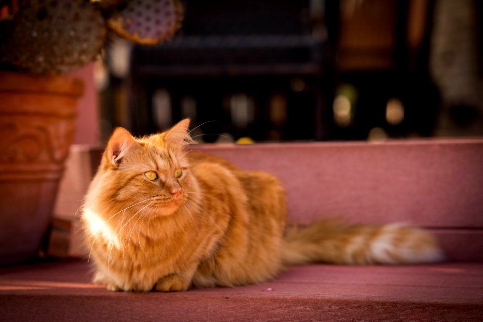 Rusty loves the outdoors