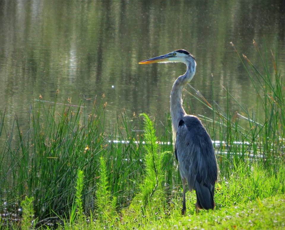 Great Blue Heron