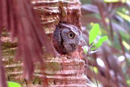 Eastern Screech Owl photo