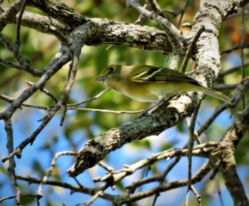 White-eyed Vireo