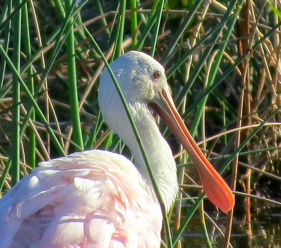 Roseate Spoonbill photo