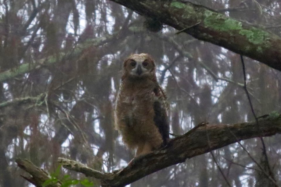 Great Horned Owl chick...in the fog!