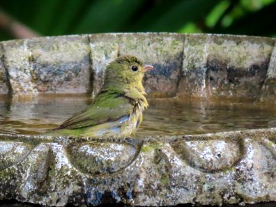 Painted Bunting