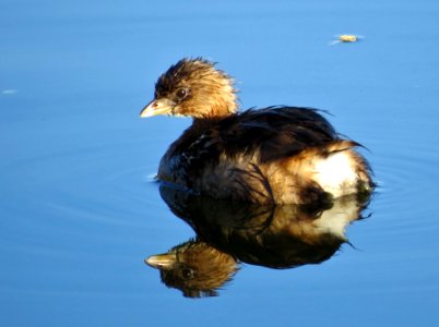 Pied-billed Grebe