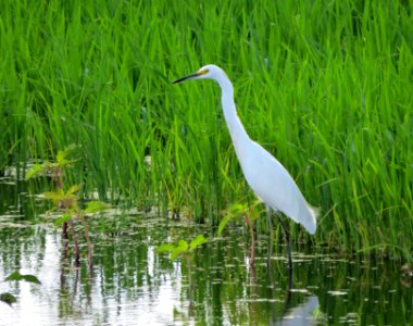 Snowy Egret