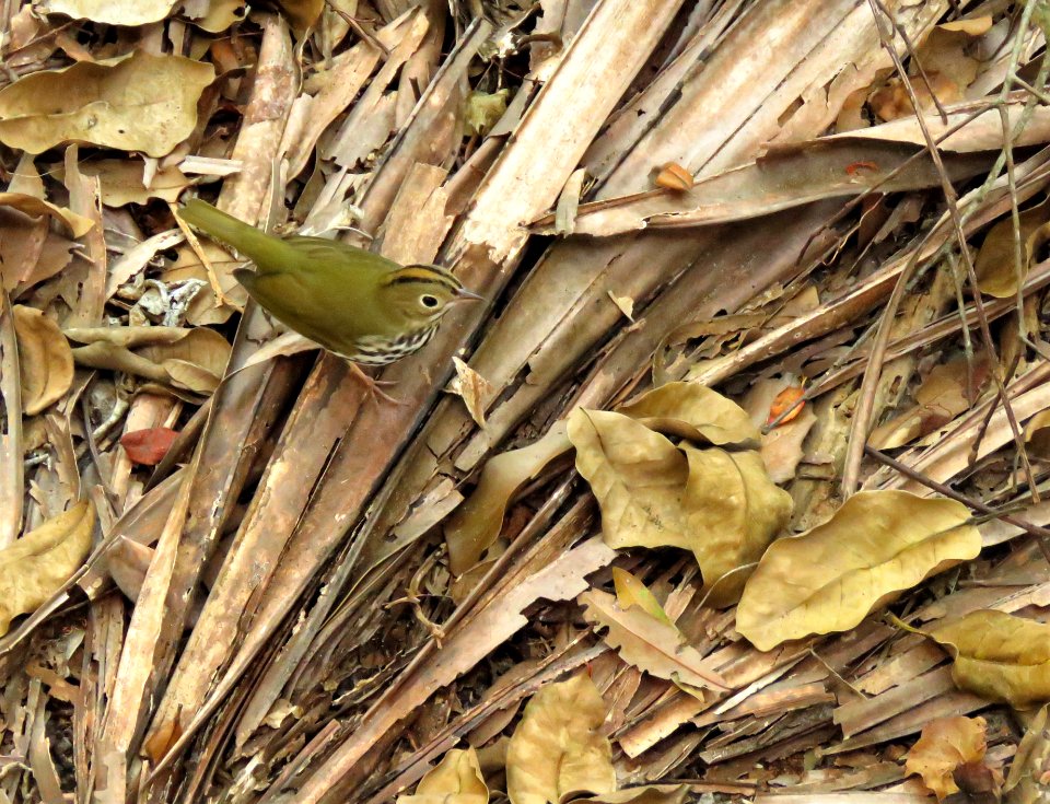 Ovenbird