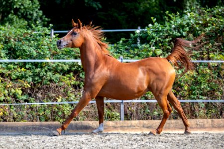 FF Gesha OS200463