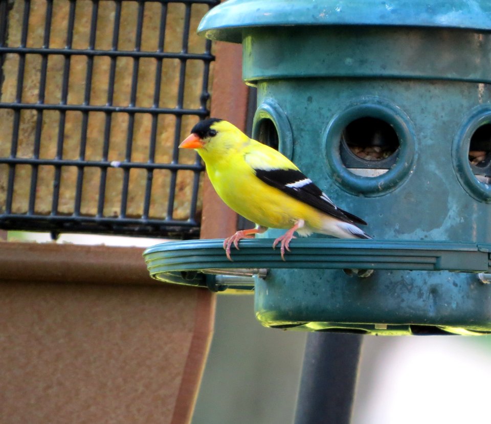 American Goldfinch