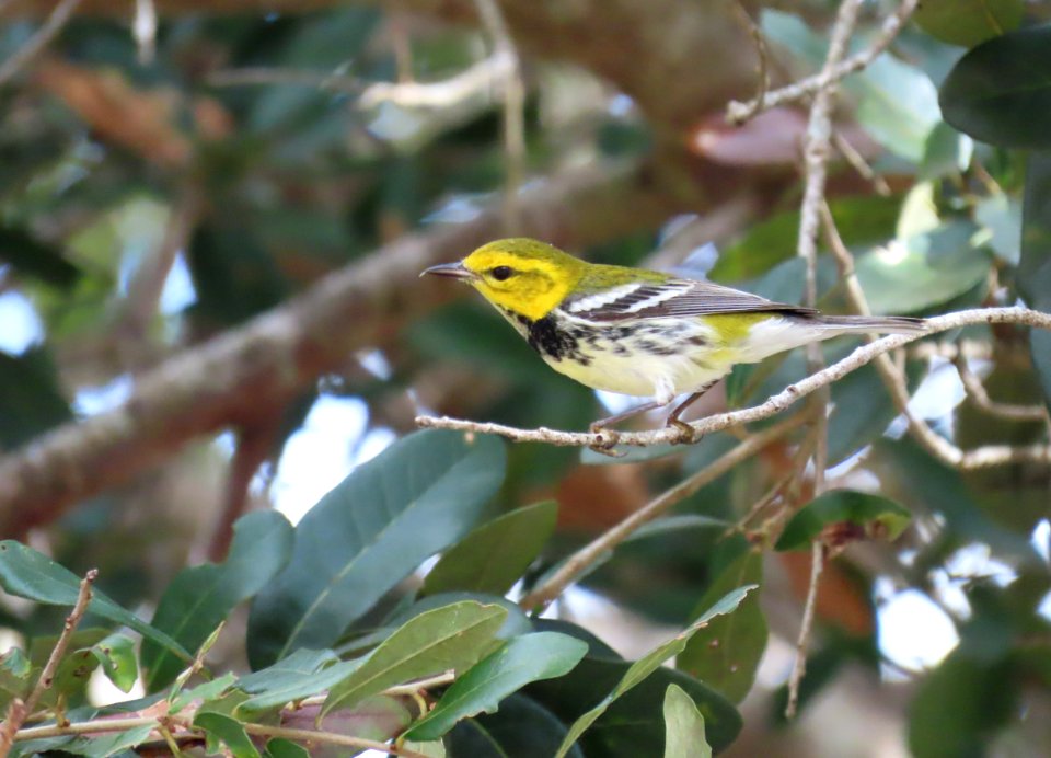 Black-throated Green Warbler