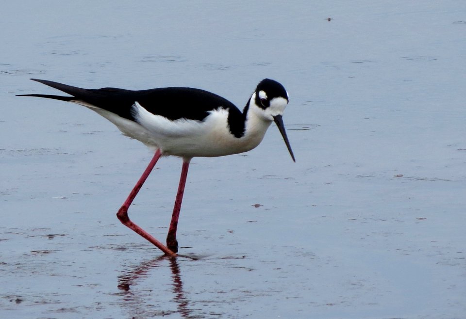 Black-necked Stilt
