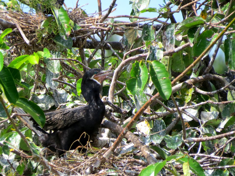 Neotropic Cormorant