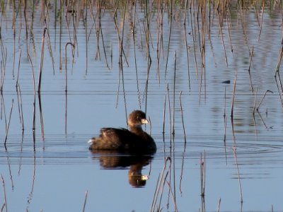 Pied-billed Grebe photo