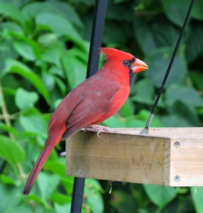 Northern Cardinal photo