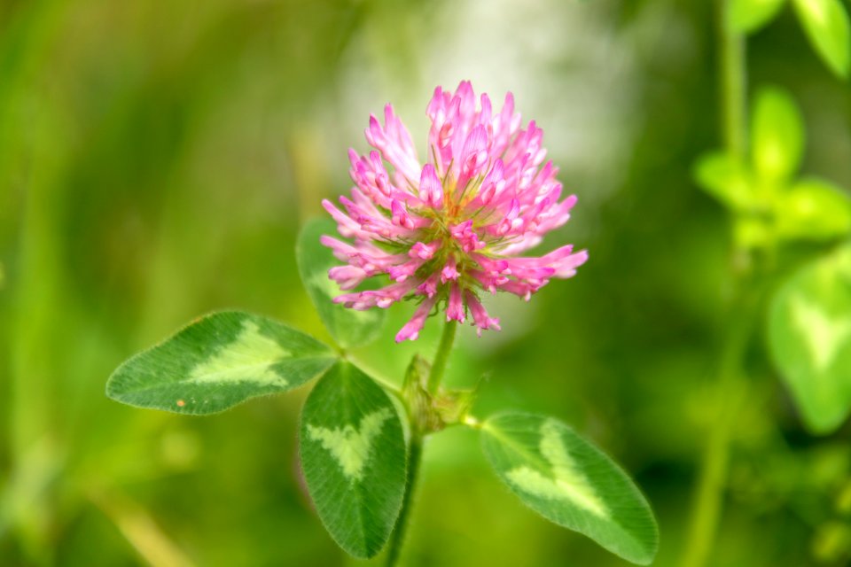 Trifolium pratense, Cannon County, Tennessee