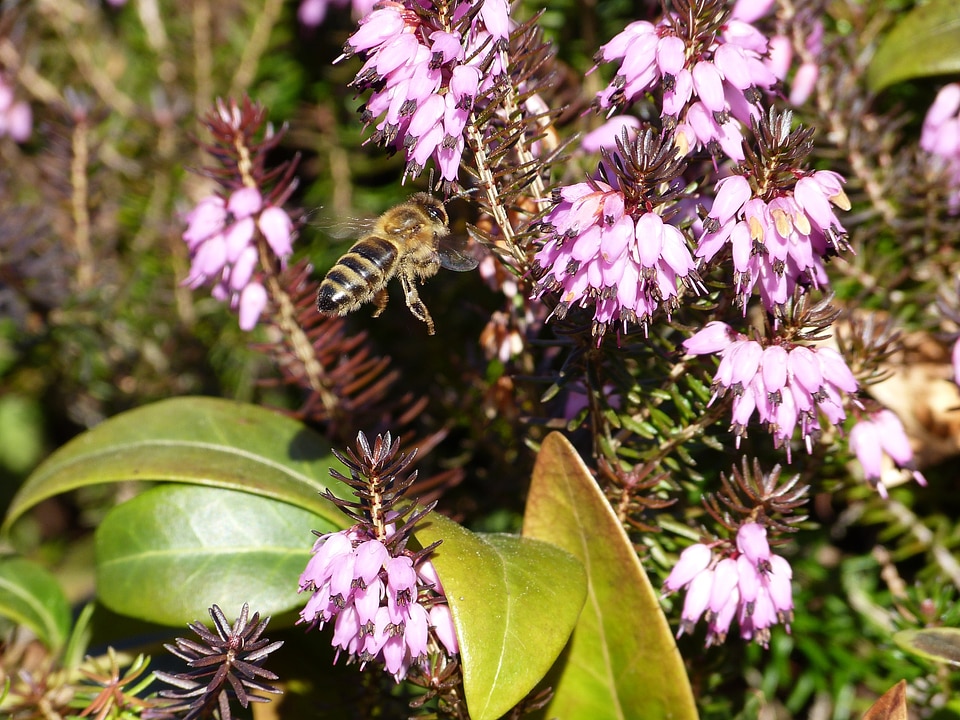 Flower insect macro