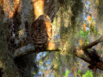 Barred Owl photo