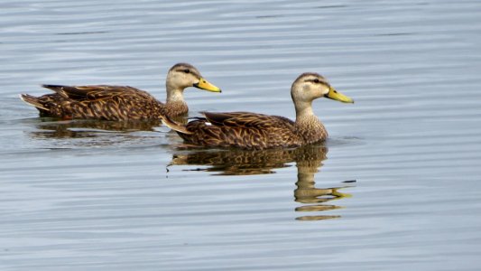 Mottled Ducks photo