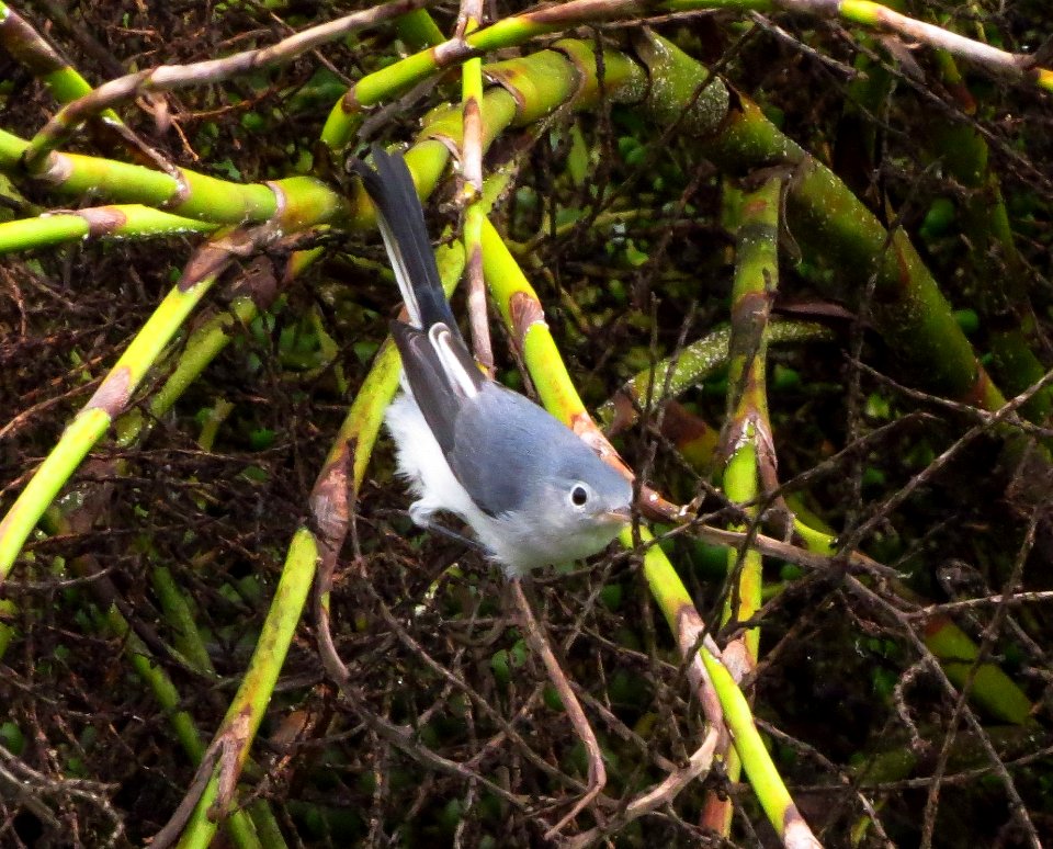 Blue-gray Gnatcatcher