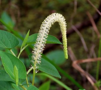 Lizard's Tail