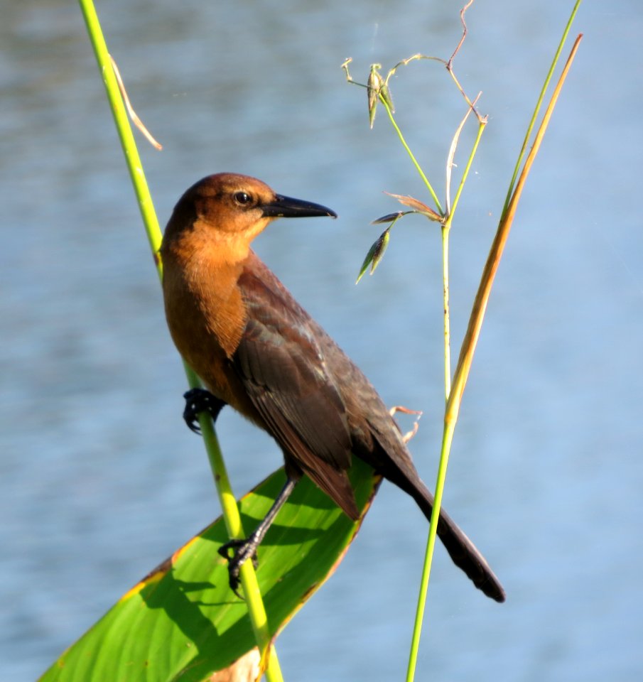 Boat-tailed Grackle