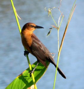 Boat-tailed Grackle photo