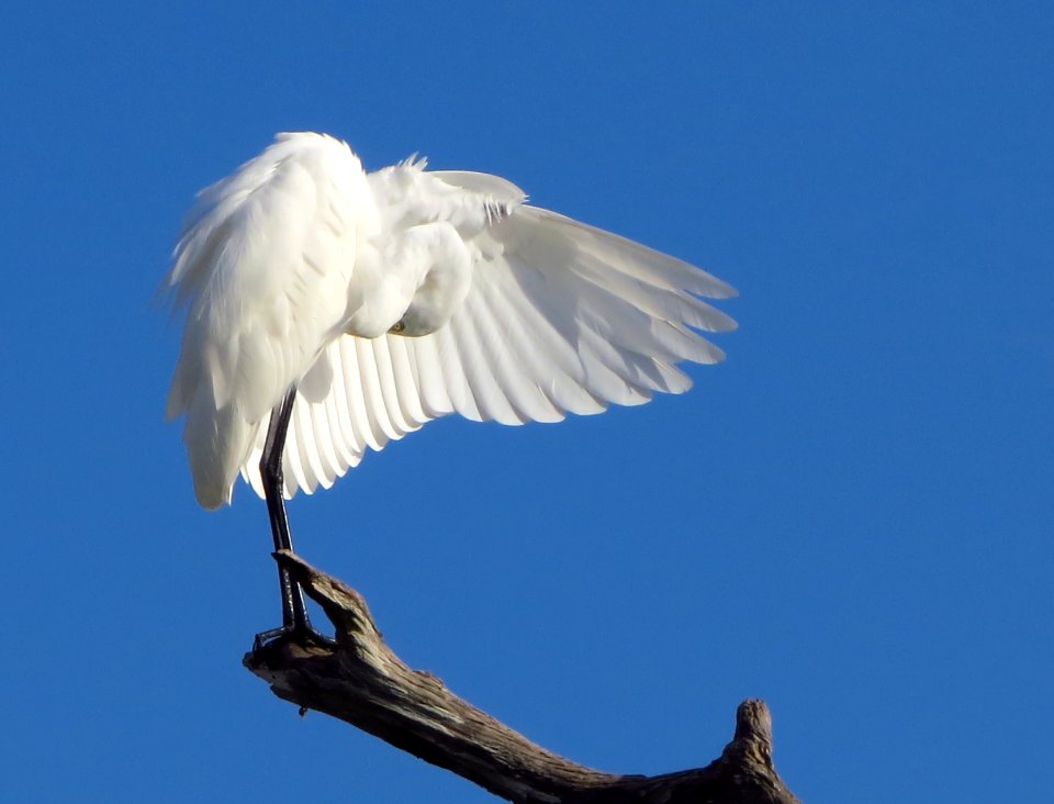 Great Egret photo