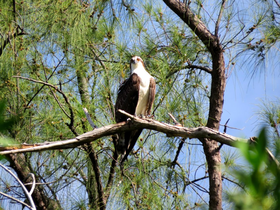 Osprey