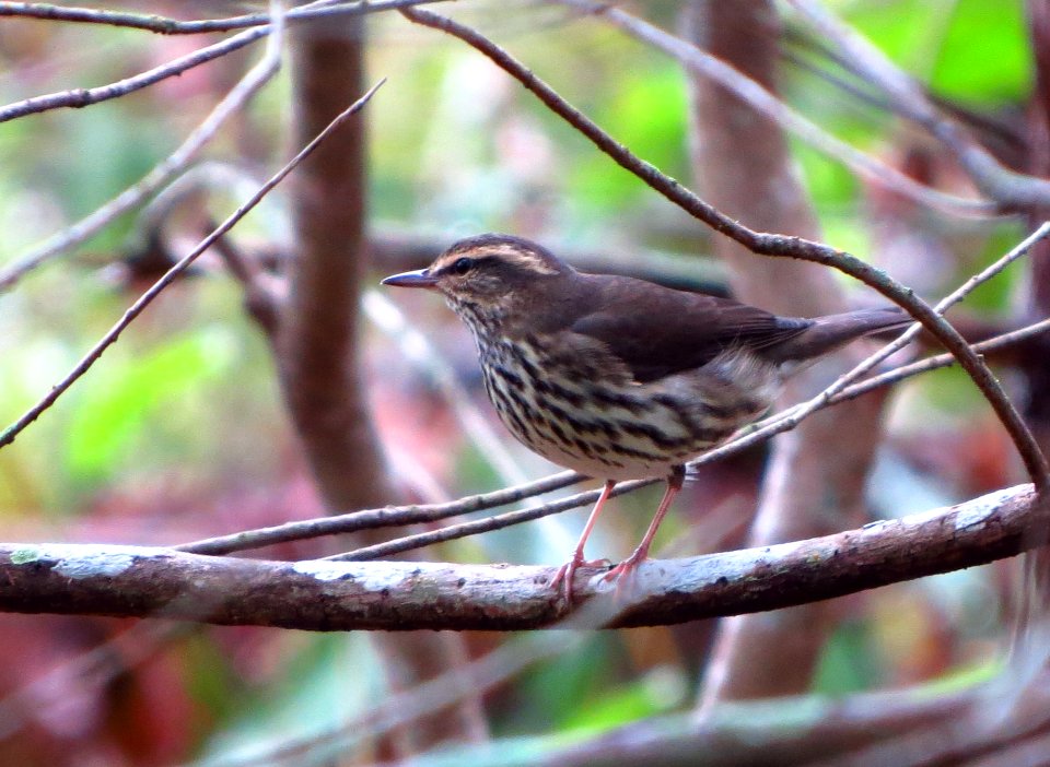 Northern Waterthrush