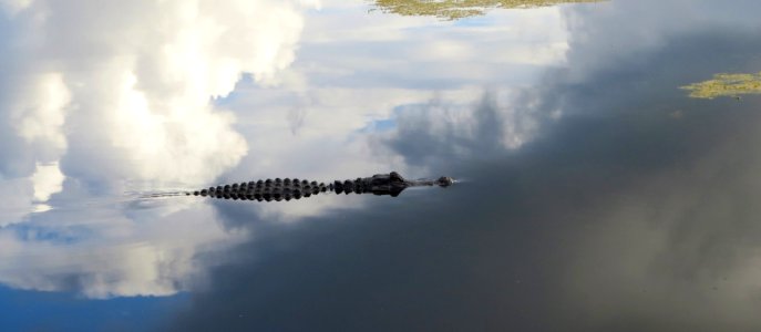 American Alligator