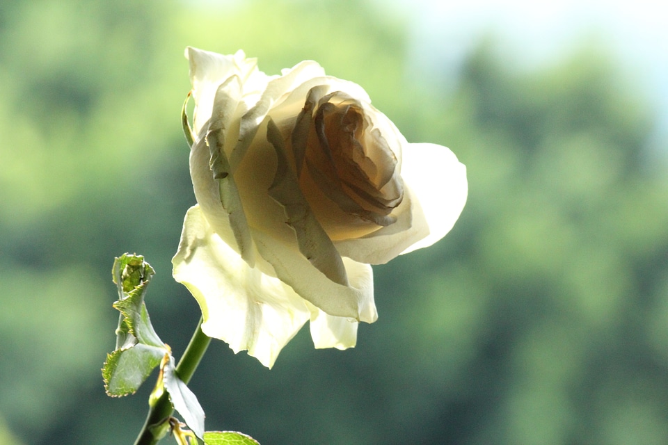 Love romantic natural