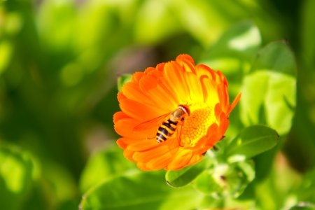 Vögel-Blumen-Insekten 460
