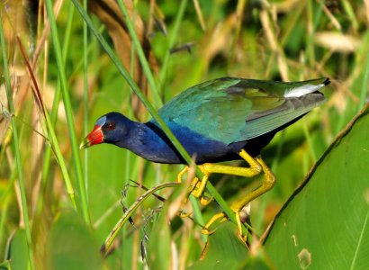 Purple Gallinule