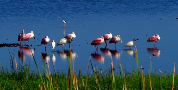 Roseate Spoonbills and friends photo