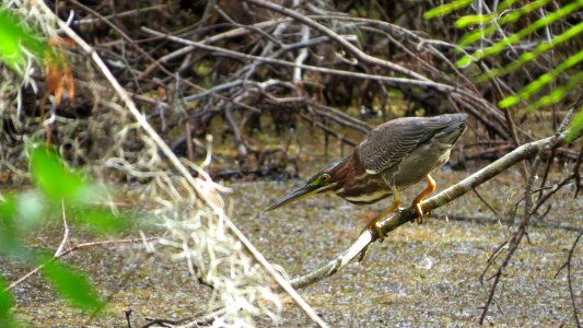 Green Heron photo